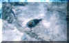 snorkel1.jpg (79688 bytes)