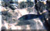 snorkel2.jpg (66284 bytes)