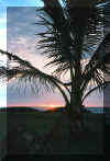 sunrisepalm.jpg (90053 bytes)