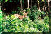 wildlife.jpg (181032 bytes)