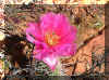 SSbloom3.jpg (208027 bytes)