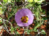 SSbloom5.jpg (161996 bytes)