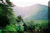 waipiovalley5.jpg (97532 bytes)
