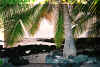 puuhonua.jpg (116704 bytes)