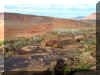 SCpetrog2.JPG (118001 bytes)