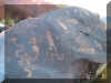 SCpetrog7.JPG (129558 bytes)