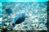 2fish2.jpg (91544 bytes)