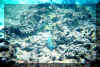 2fish.jpg (105023 bytes)