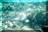 turtle.jpg (80830 bytes)