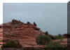 snocancoyote.JPG (82938 bytes)