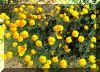 whitetanks17.jpg (248547 bytes)