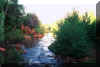 oakcreek1.jpg (109021 bytes)