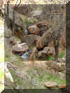WRdeer.jpg (198960 bytes)