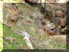 WRwildlife.jpg (191034 bytes)