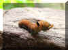 caterpose1.jpg (122111 bytes)